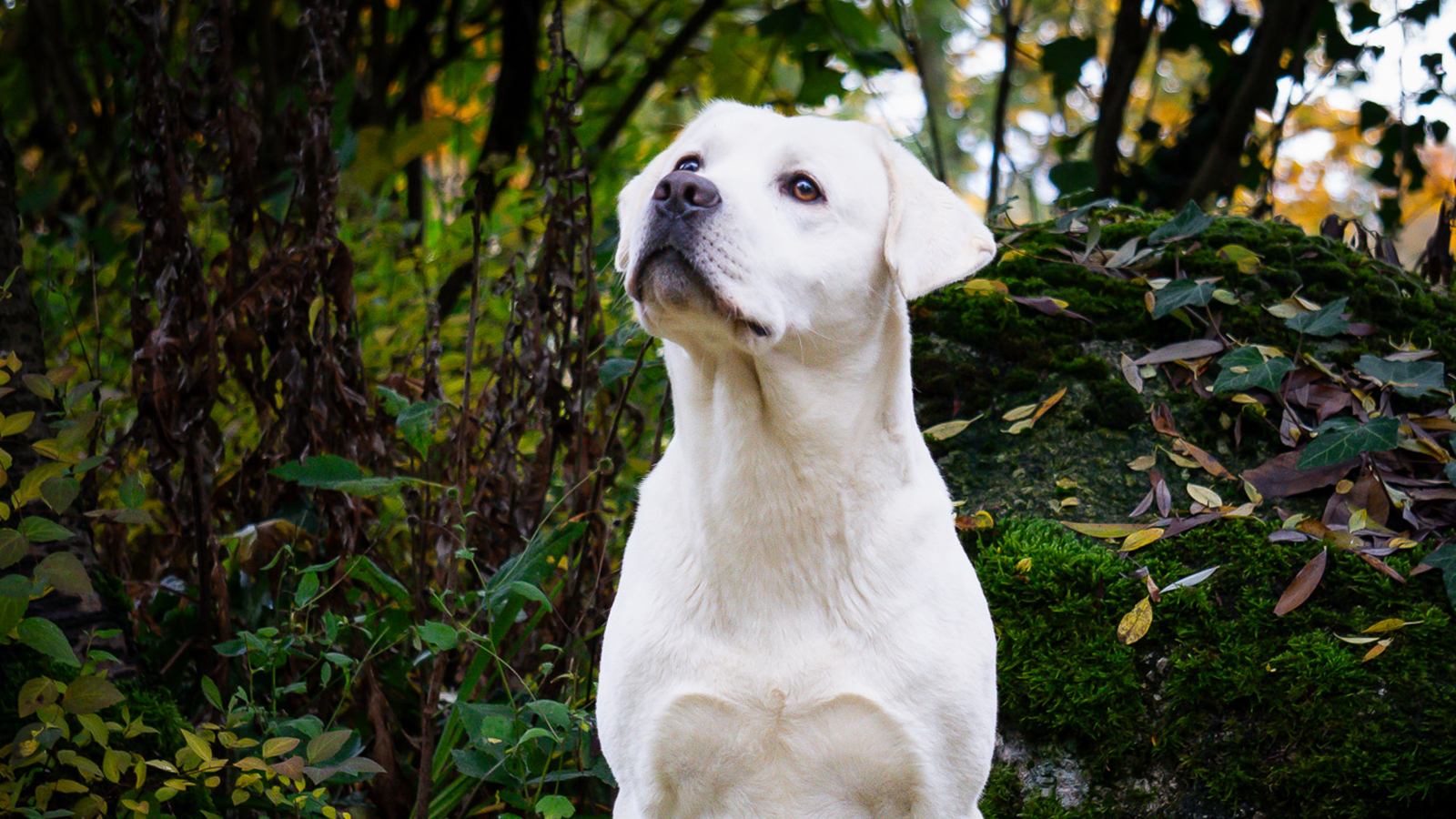 Unser neuer weißer Labrador Import Rüde Rudy