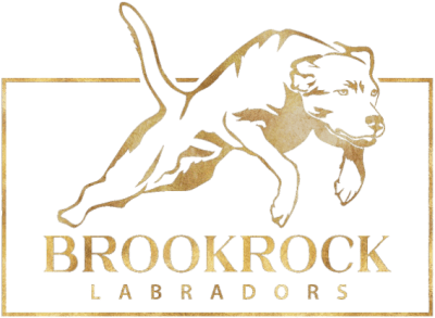 Brookrock Labradors