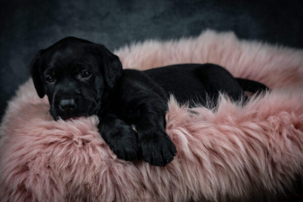 Labrador Retriever Welpen schwarz