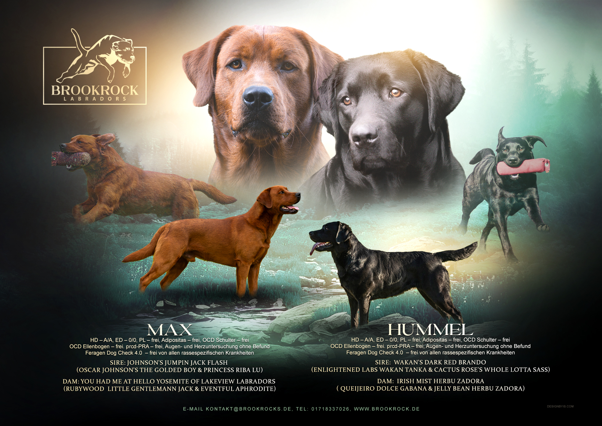 Wir erwarten Labrador Welpen von Hummel & Max Anfang Oktober!